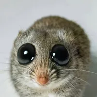 Hammy TON Army