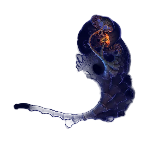 nft