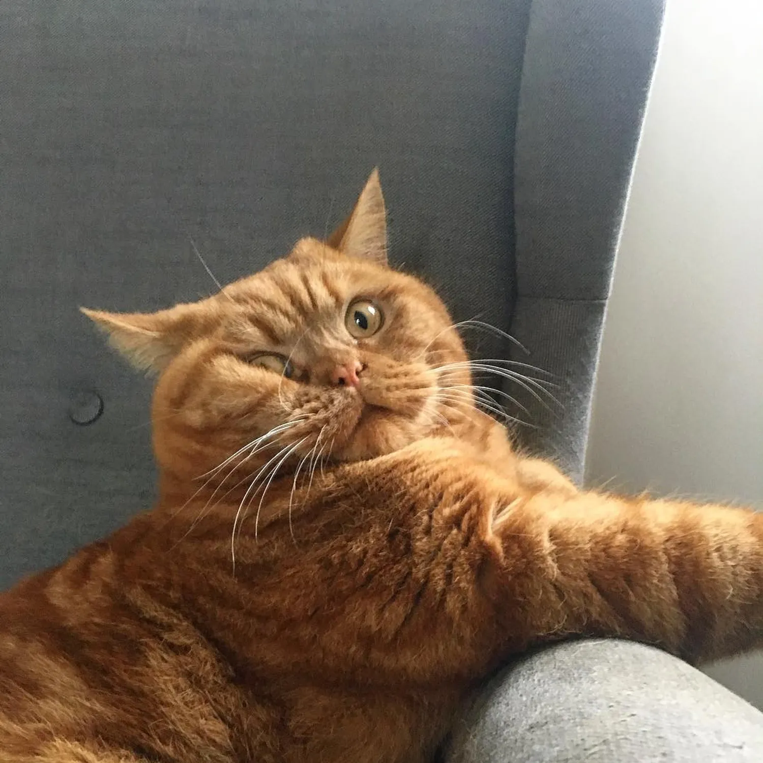 Жирный рыжий кот