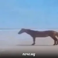 WHY