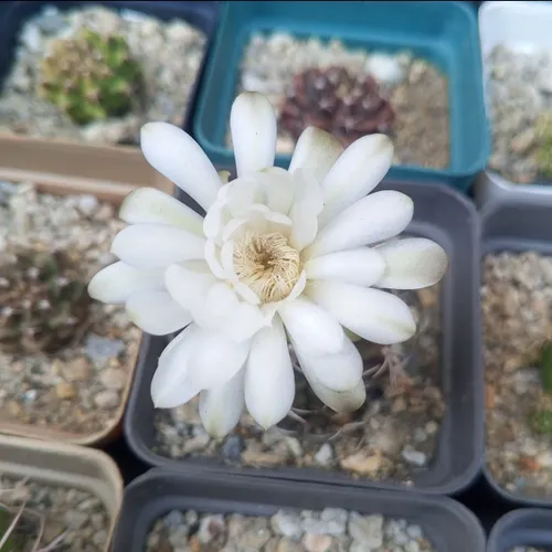 nft