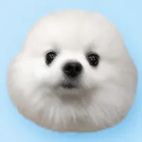 Durovs Dog