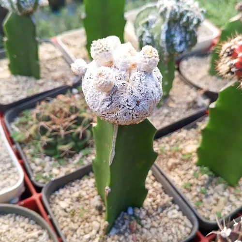 nft
