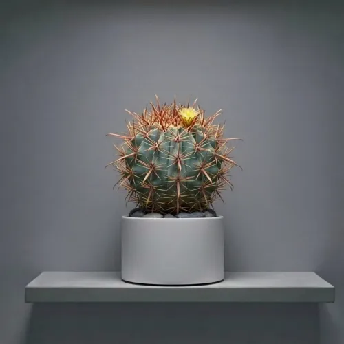 nft
