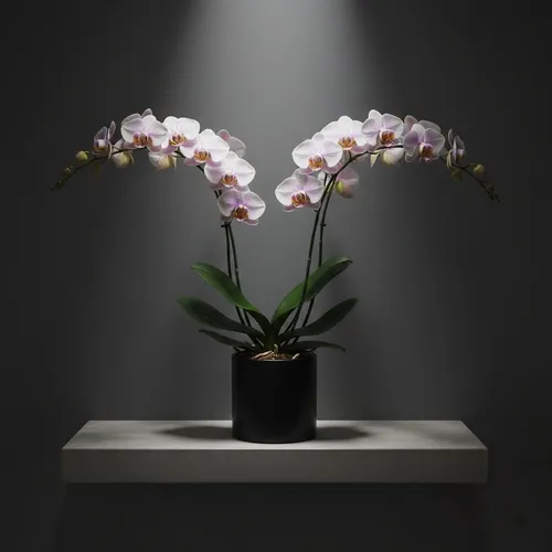 nft