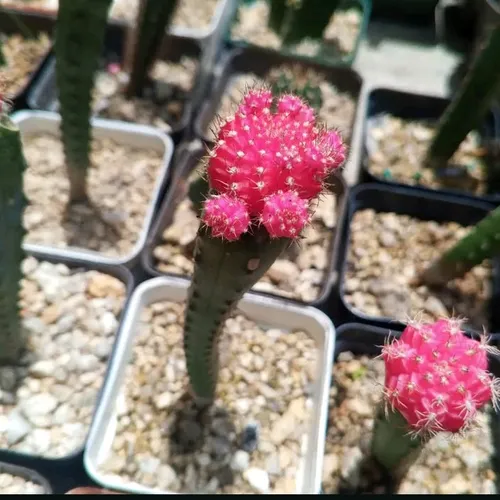 nft